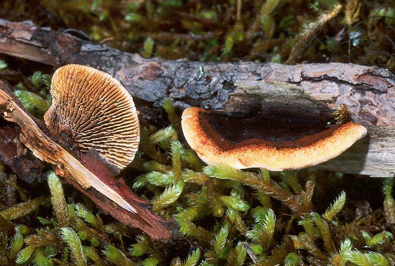 Gloeophyllum sepiarium